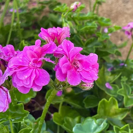 Finca El Atardecer-luna Aparthotel 3*