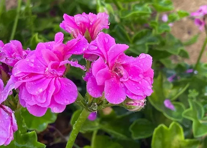 El Atardecer-luna アパートホテル 3*