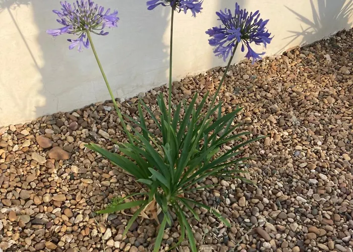 El Atardecer-luna 3*